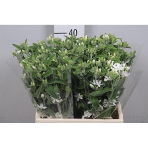 Oxypetal Alba