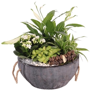 Yearround Arr. Indoor Concrete Pot with Rope Handle Ø24cm 4PP