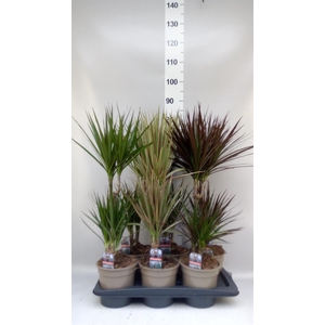 Dracaena   ...mix