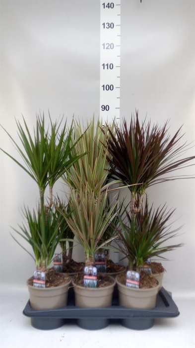 <h4>Dracaena   ...mix</h4>