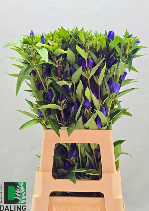<h4>GENTI JUST BLUE GENTI JUST BLUE</h4>