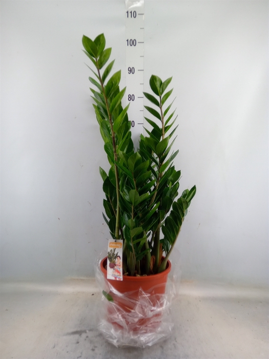 <h4>Zamioculcas zamiifolia</h4>