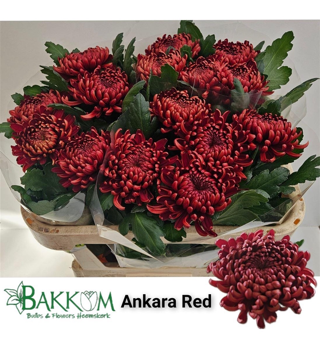 <h4>Chr G Ankara Red</h4>