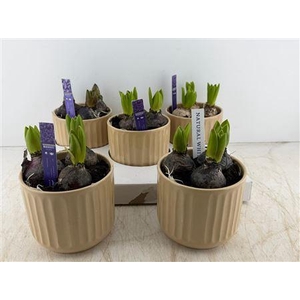 Hyac 3 Pp In Luxe Keramiek