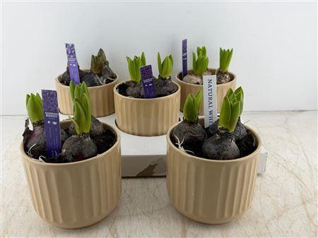 <h4>Hyac 3 Pp In Luxe Keramiek</h4>