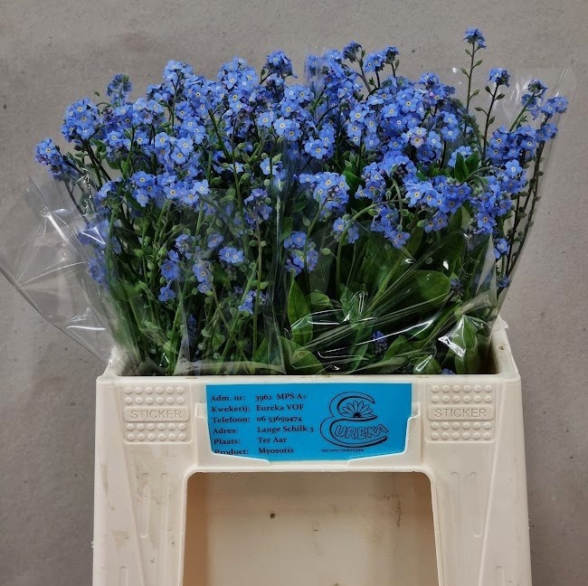 <h4>MYOS AL BLUE MEMORY</h4>
