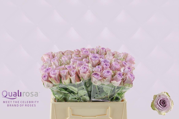 <h4>R Gr Lullaby</h4>