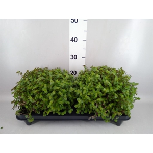 Callisia repens