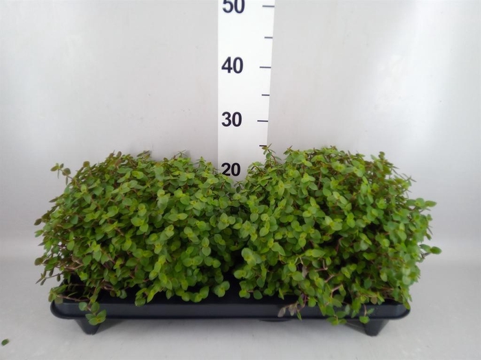 <h4>Callisia repens</h4>