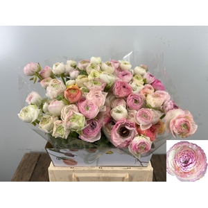 RAN ANDREA CAPPUCCIN