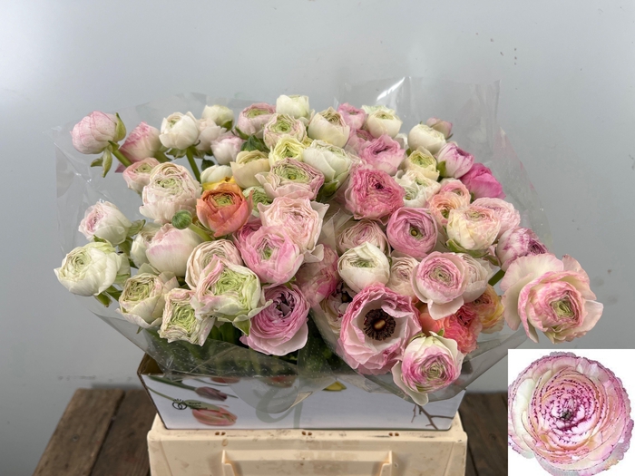 <h4>RAN ANDREA CAPPUCCIN</h4>