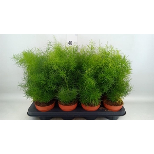 Asparagus dens. 'Mazeppa'