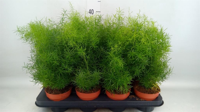 <h4>Asparagus dens. 'Mazeppa'</h4>