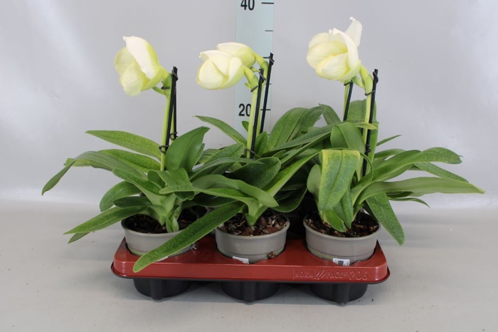 <h4>Paphiopedilum american hybride mix</h4>