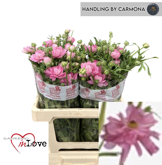 <h4>RAN N MODERNA DOLCE</h4>