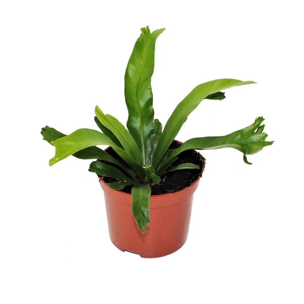 <h4>Asplenium Antiquum 'Leslie'</h4>