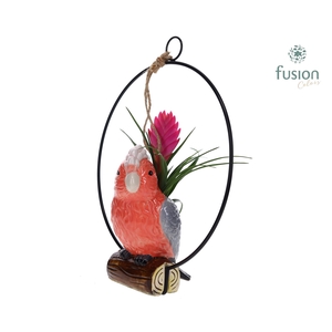 Keramiek vogels in de ring met Tillandsia
