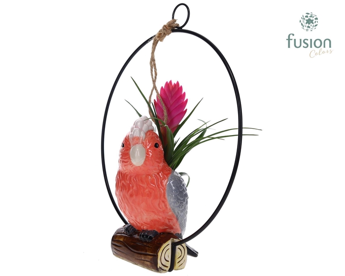 <h4>Keramiek vogels in de ring met Tillandsia</h4>