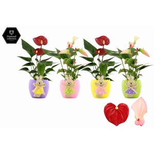 Anthurium 6 cm 2 color mix in Egg Bunny ceramics