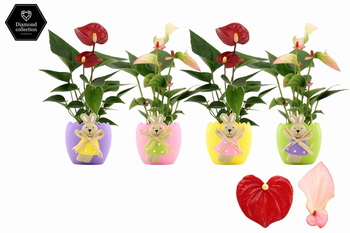 <h4>Anthurium 6 cm 2 color mix in Egg Bunny ceramics</h4>