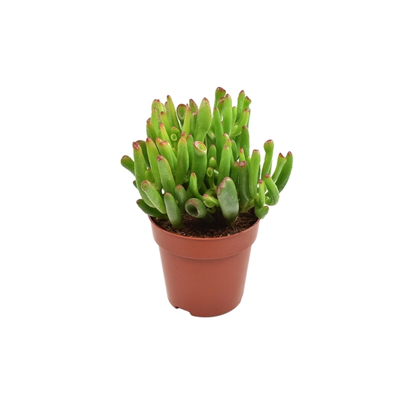 <h4>Crassula Hobbit</h4>