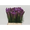 Liatris Spicata