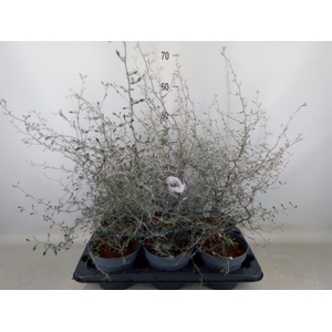 Corokia cotoneaster