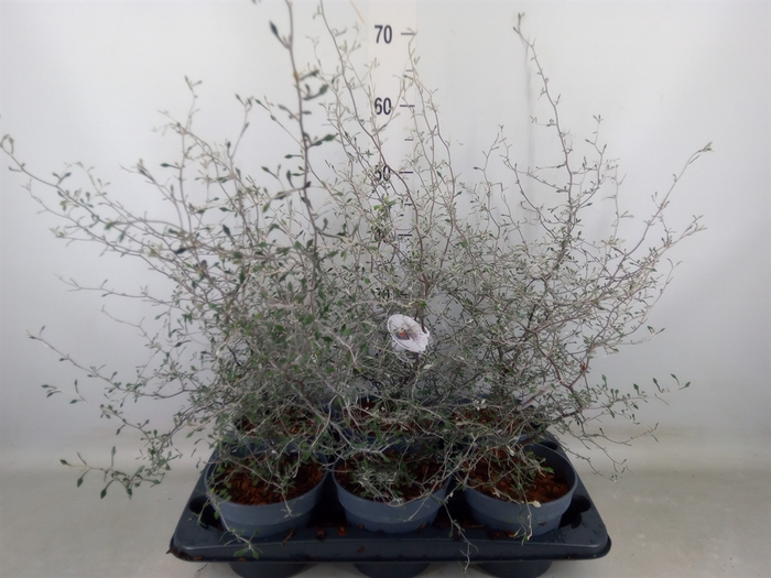 <h4>Corokia cotoneaster</h4>