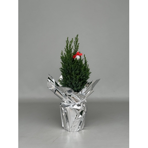 Chamaecyparis law. Ellwoodii