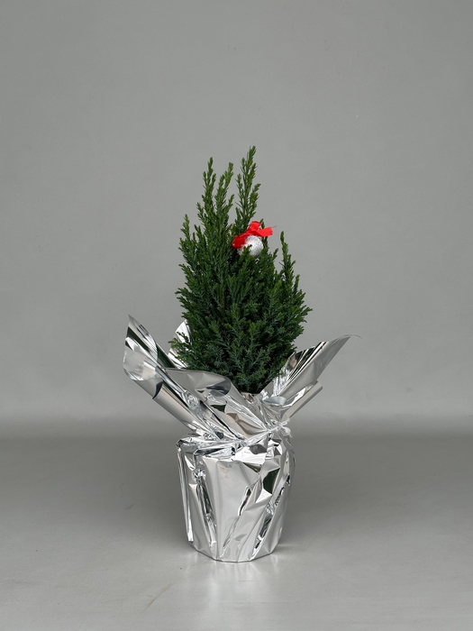 <h4>Chamaecyparis law. Ellwoodii</h4>