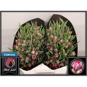 TU DUB FLASH POINT TU DU FLASH POIN