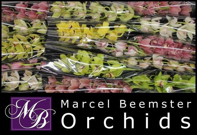 <h4>CYMB MI GEM</h4>