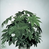 Fatsia Ov