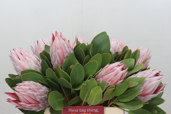 <h4>Protea Cynaroides</h4>