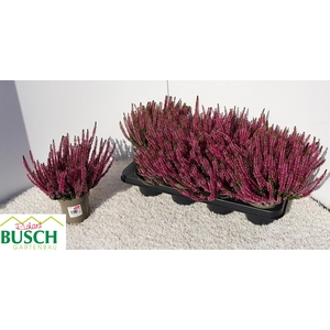 CALLU GA G FRANCA