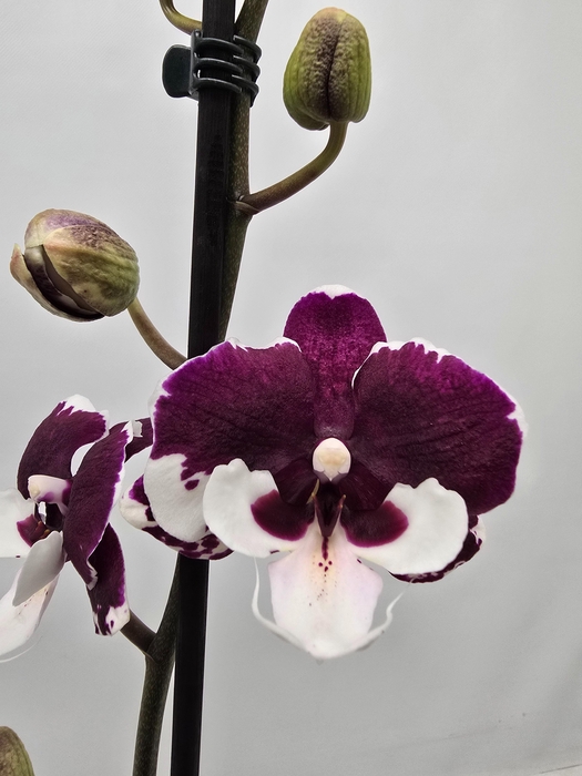 <h4>Limited 57 week 10</h4>