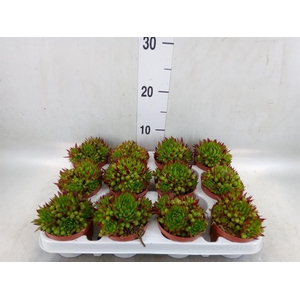 Sempervivum   ...