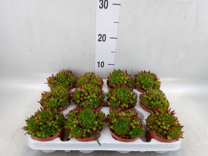 <h4>Sempervivum   ...</h4>