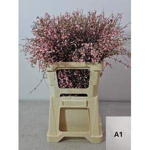 GINGSTER PB LICHTROSE