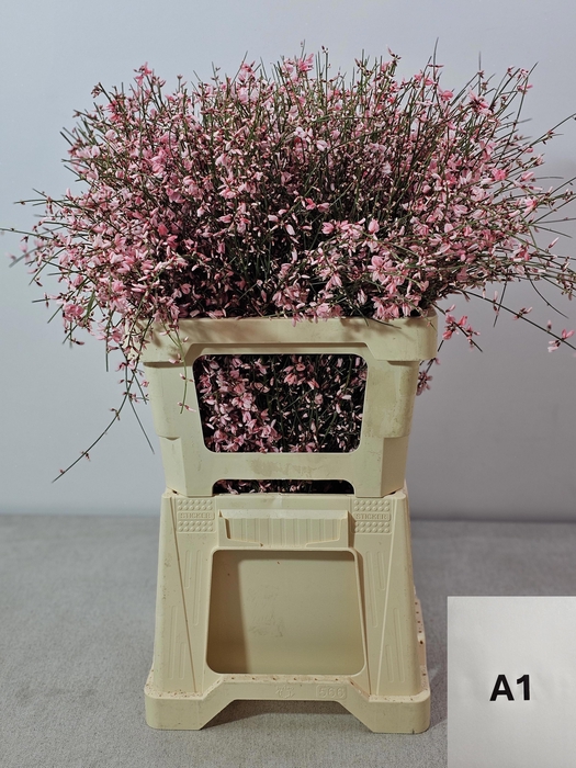 <h4>GINGSTER PB LICHTROSE</h4>