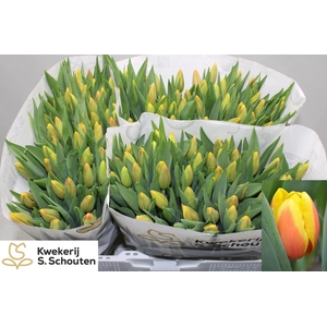 Tulipa si rms li