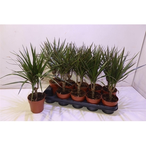 arr8 Dra Marginata