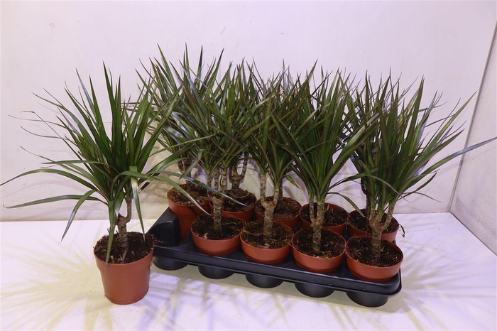 <h4>Dra Marginata</h4>