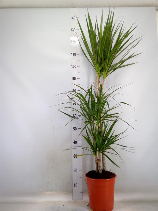 <h4>Dracaena marg.</h4>