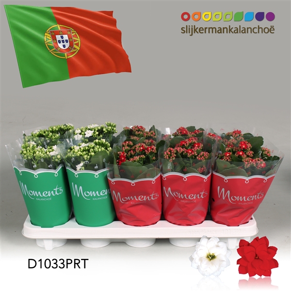 <h4>Kalanchoe Moments - Portugal flag</h4>