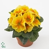 Primula Acaulis P10.5 - Yellow