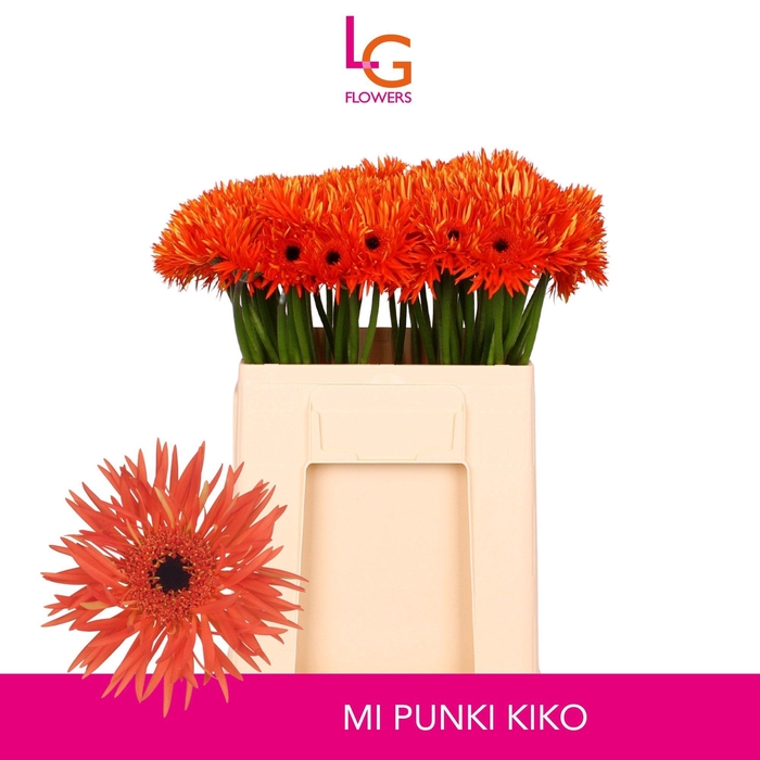 <h4>GE MS PUNKI KIKO</h4>