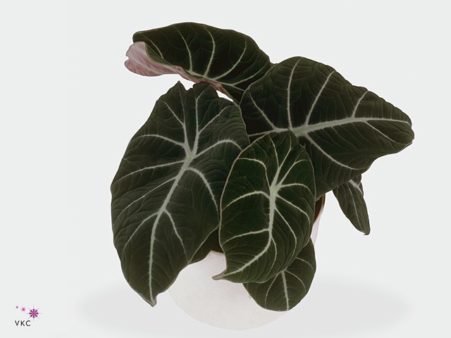 Alocasia Black Velvet