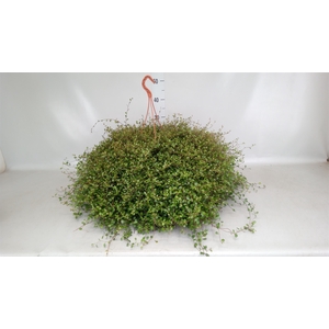 Muehlenbeckia com. 'Mao'ri'