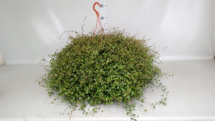 <h4>Muehlenbeckia com. 'Mao'ri'</h4>